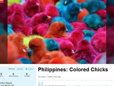 Philippines: Colored Chicks