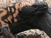 Featured Animal: Gila Monster