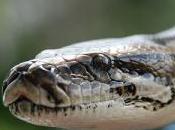 Burmese Pythons Devastate Mammal Populations Everglades