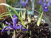 Confounded Iris
