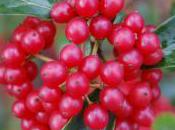 Plant Week: Viburnum Foetidum