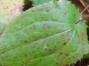 Plant Week: Epimedium Alpinum