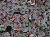 Plant Week: Tellima Grandiflora ‘Purpurea’