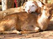 Male Female Deer Marry Chinese Ceremony