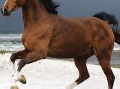 Genetic Mother Modern Horses Existed 140,000 Years