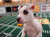 Super Bowl, Schmooper Annual Puppy Bowl Here!