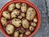 Blight-resistant Potatoes