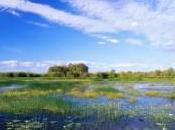 Biodiversity Ecosystems Ecological Networks