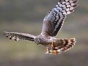 Chris Packham Slams ‘shameful’ Silence Britain’s Conservation Charities