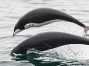 Right Whale Dolphins