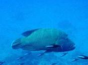 Saving Coral Reefs Depends More Protecting Fish Than Safeguarding Locations