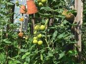 Blight Resistant Tomatoes Come Trumps