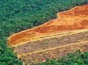 Rate Global Forest Loss Halved, Says