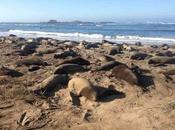 Elephant Seal Molt Raises Mercury Levels Coastal Water