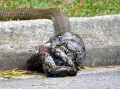 Watch: King Cobra Python Battle Death