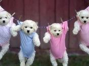 Adorable Dogs Washing Lines