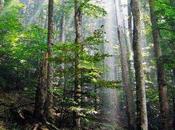 Tree Planting Harm Ecosystems