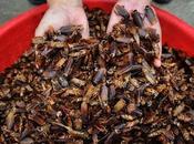 Control Cockroaches Safely?