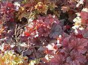 Silent Sunday (almost) Heuchera