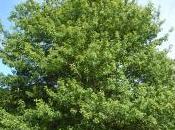 Quercus Texana