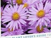 Book Review: Plant Lovers Guide Asters