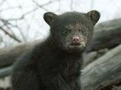 Patricia Randolph’s Madravenspeak: Black Bear Diaries: Pending Murder Mother, Brother, Sister, Cubs