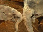 Creation: Animals That Empathize