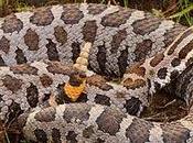 Eastern Massasauga Rattlesnake Proposed Protection Under Endangered Species