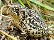 Feds Finalize Plan Save Country’s Most Endangered Toad