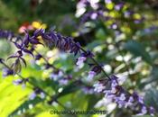 Plant Moment: Salvia Phyllis Fancy