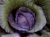 Friday Fotos: Cabbage
