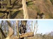 Chimp Takes Down Drone
