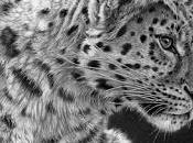 Julie Rhodes Wildlife Artist Pencil Drawings