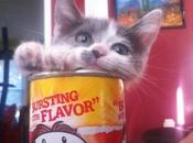 Popping Cats Pringles Tubes