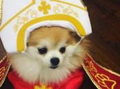 Crazy Catholic Pope Dogs