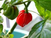 Preparing Chillis Winter