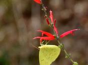 Elusive Clouded Sulphur