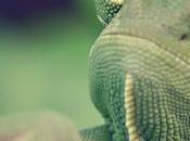 Researchers Video Games Test Chameleons' Vision