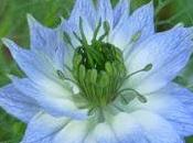 Loving Misty Companions