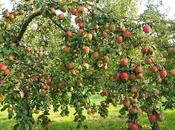 Planting, Nurturing Picking Best Apples Apple Bobbing