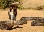 Poisonous Cobra’s Venom Kill Less Than Hour