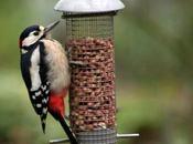 Wildlife Wednesday Great Spotted Woodpeckers