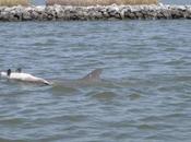 Study Documents High Rate Reproductive Failure Dolphins Deepwater Horizon Spill