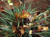 Leaves with Everything