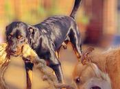 Rottweiler Lurcher Another