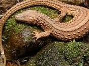 Lizard Traffickers Exploit Legal Loopholes Trade World’s Biggest Fair