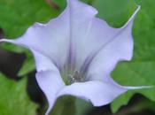 Flower, Lichen, Leaves, Rather Naughty Pepper