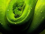 What Facts Behind Earth’s Largest Snake Anaconda