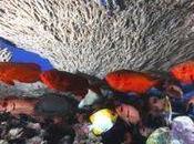 Halt Biodiversity Loss Years? Can!