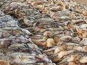 Nevada: It’s Time Wildlife Killing Contests–Petition